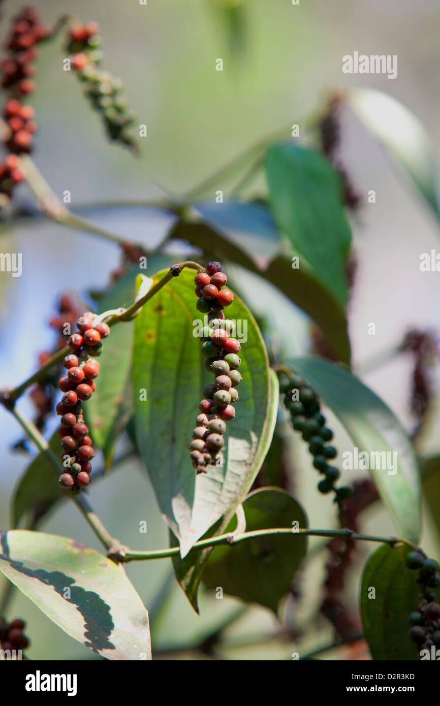 Kerala plant hires stock photography and images Alamy
