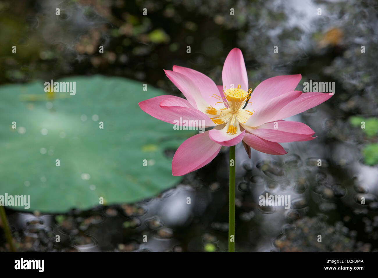 Lotus flower (water lily), Kerala, India, Asia Stock Photo Alamy