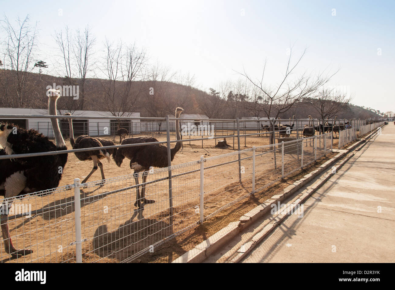 Ostrich farm near Pyongyang which supplies ostrich meat to some of Pyongyang's restaurants, North Korea Stock Photo