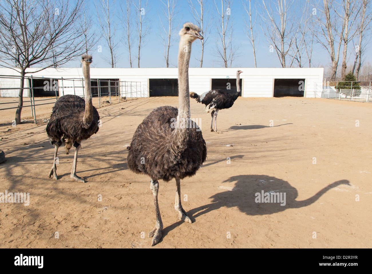Ostrich farm near Pyongyang which supplies Ostrich meat to some of