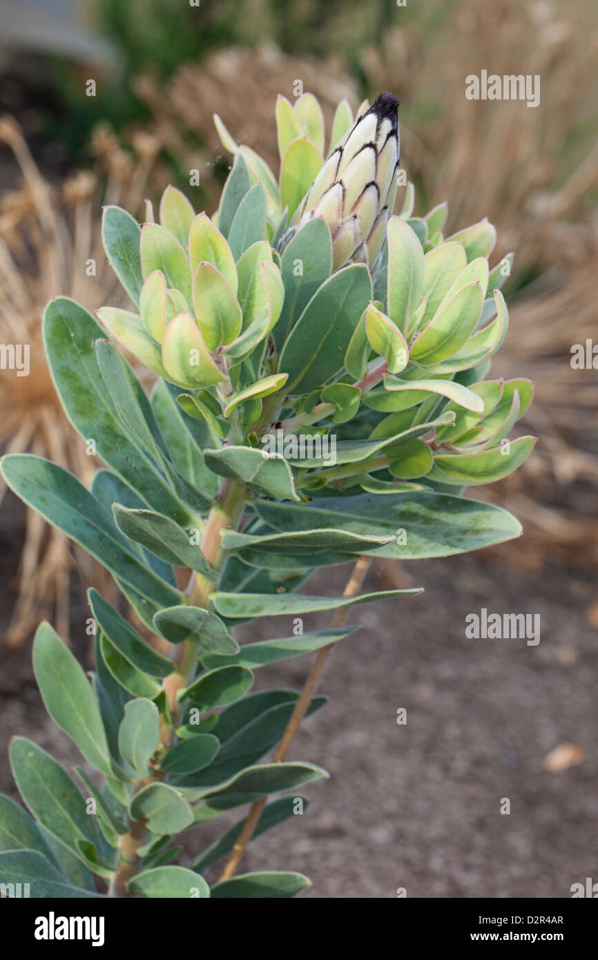 Laurel protea, Lagerprotea (Protea laurifolia) Stock Photo