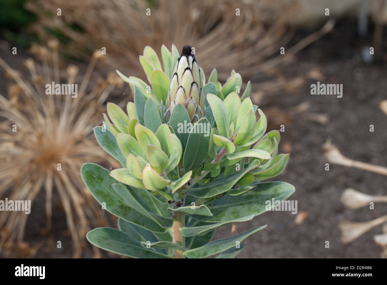 King Protea (Protea cynaroides) Stock Photo