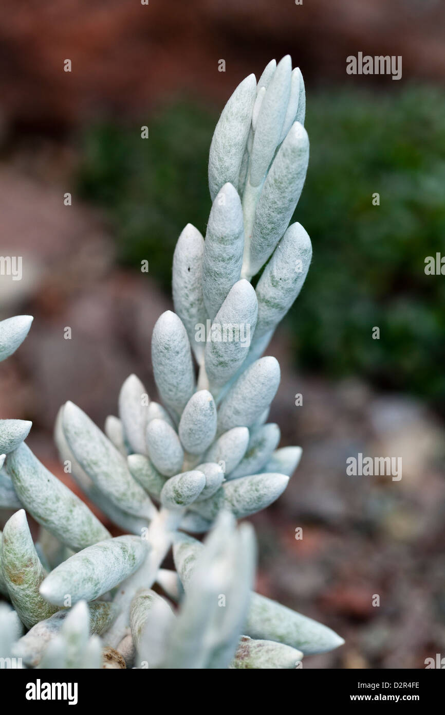 Woolly Senecio, Kokongfetstånds (Senecio haworthii) Stock Photo