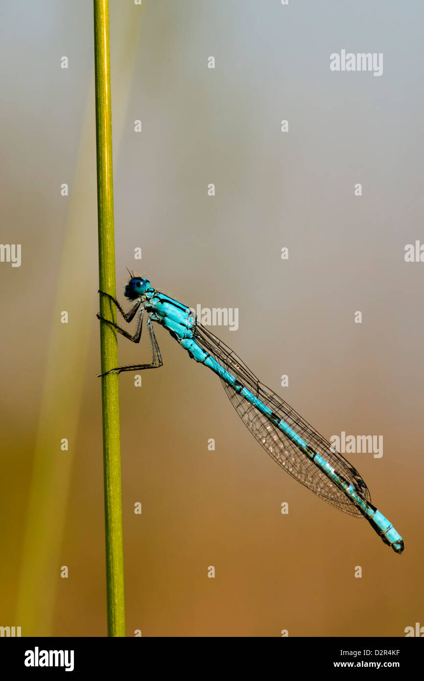 A blue dragonfly on brown background Stock Photo - Alamy