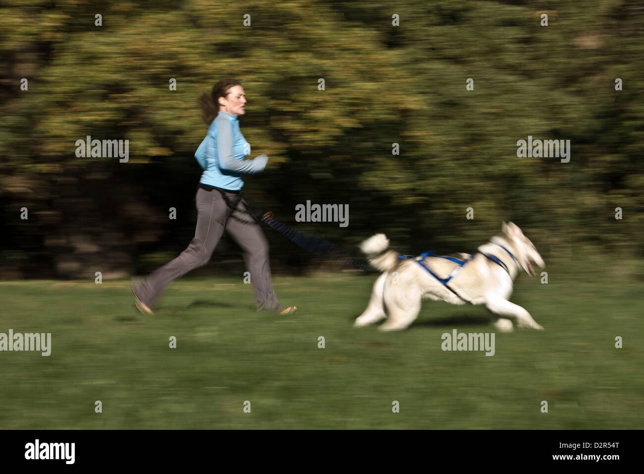 Woman exercising husky dog in park jogging Stock Photo
