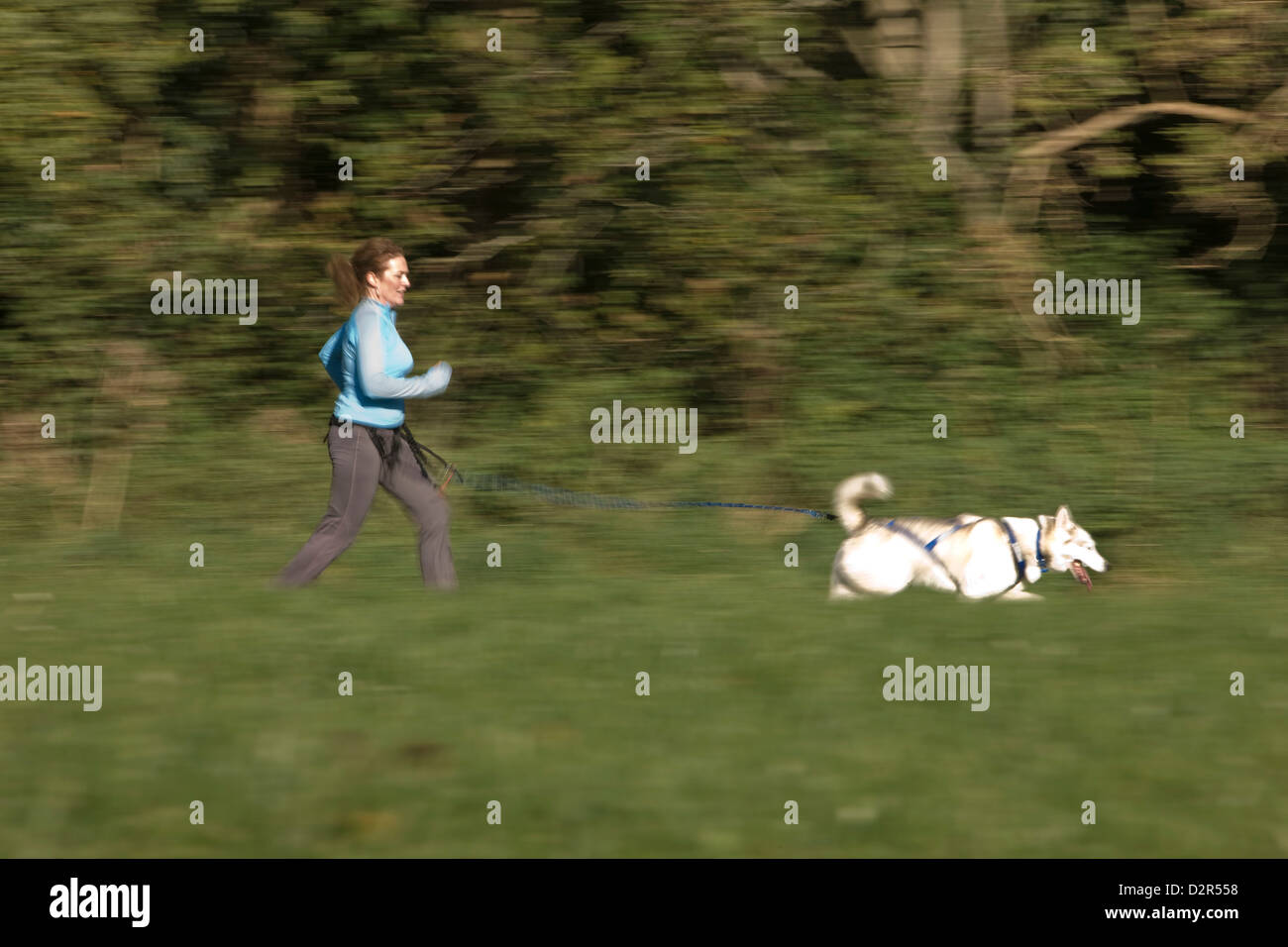 Woman exercising husky dog in park jogging Stock Photo