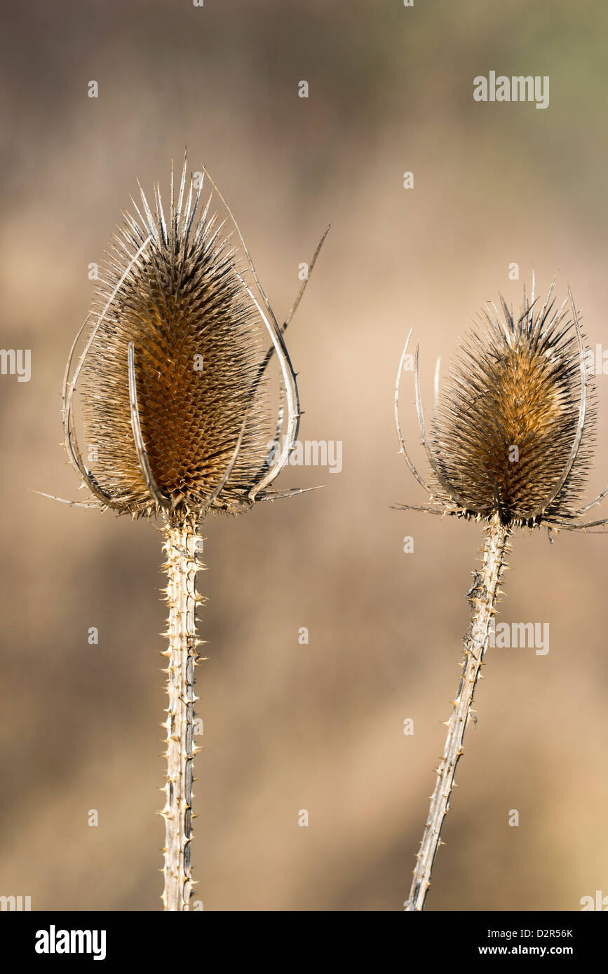 Teasels Stock Photo