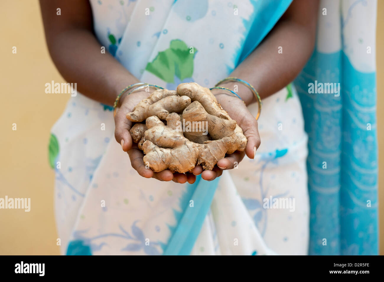 Rural Indian village woman holding Fresh root ginger rhizomes. Andhra Pradesh, India Stock Photo