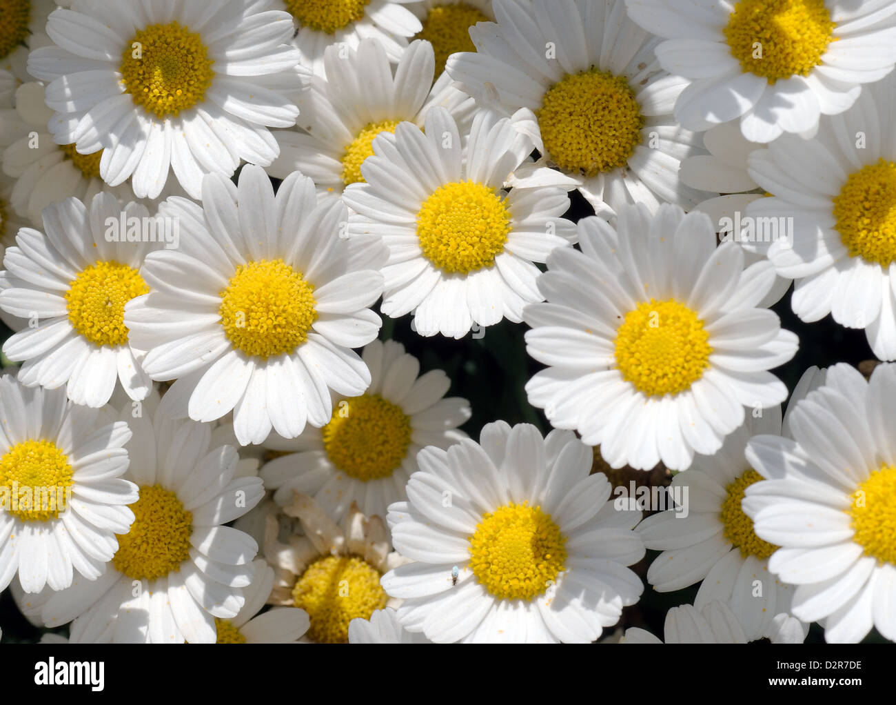 Daisy (Bellis perennis) Ukraine, Eastern Europe Stock Photo