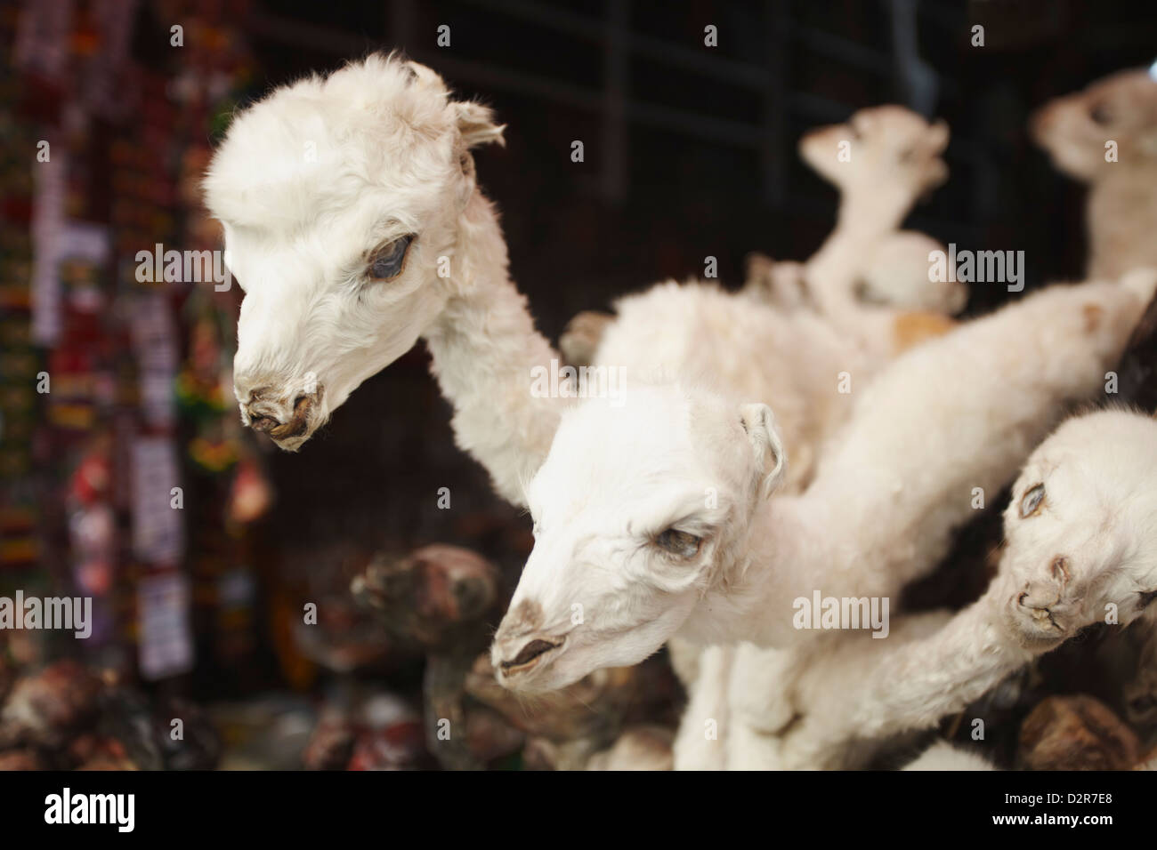 Stuffed baby llamas in Witches' Market, La Paz, Bolivia, South America Stock Photo