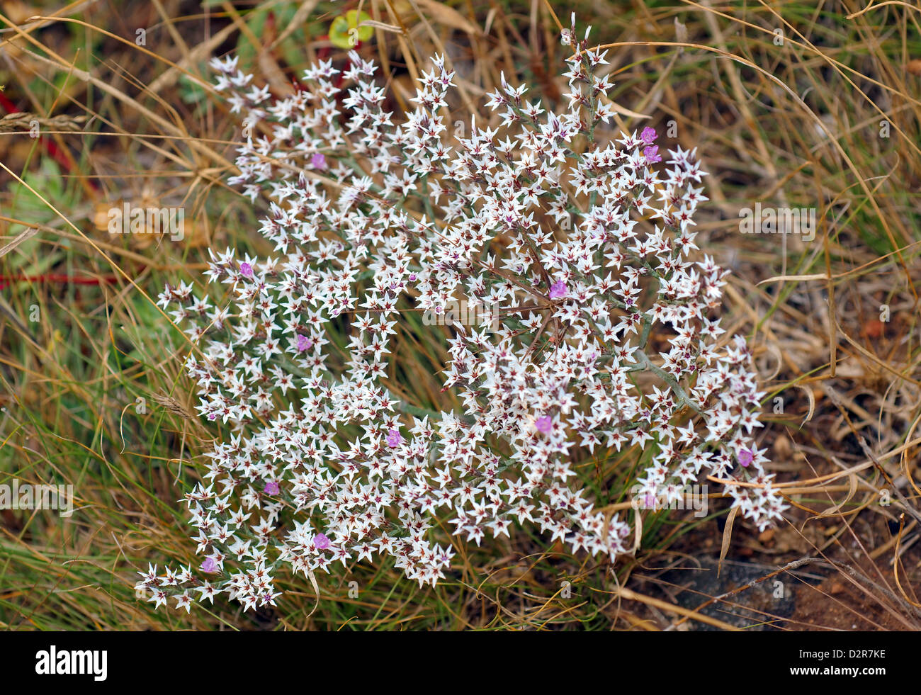 Common Sea-lavender (Limonium vulgare), Ukraine, Eastern Europe Stock Photo