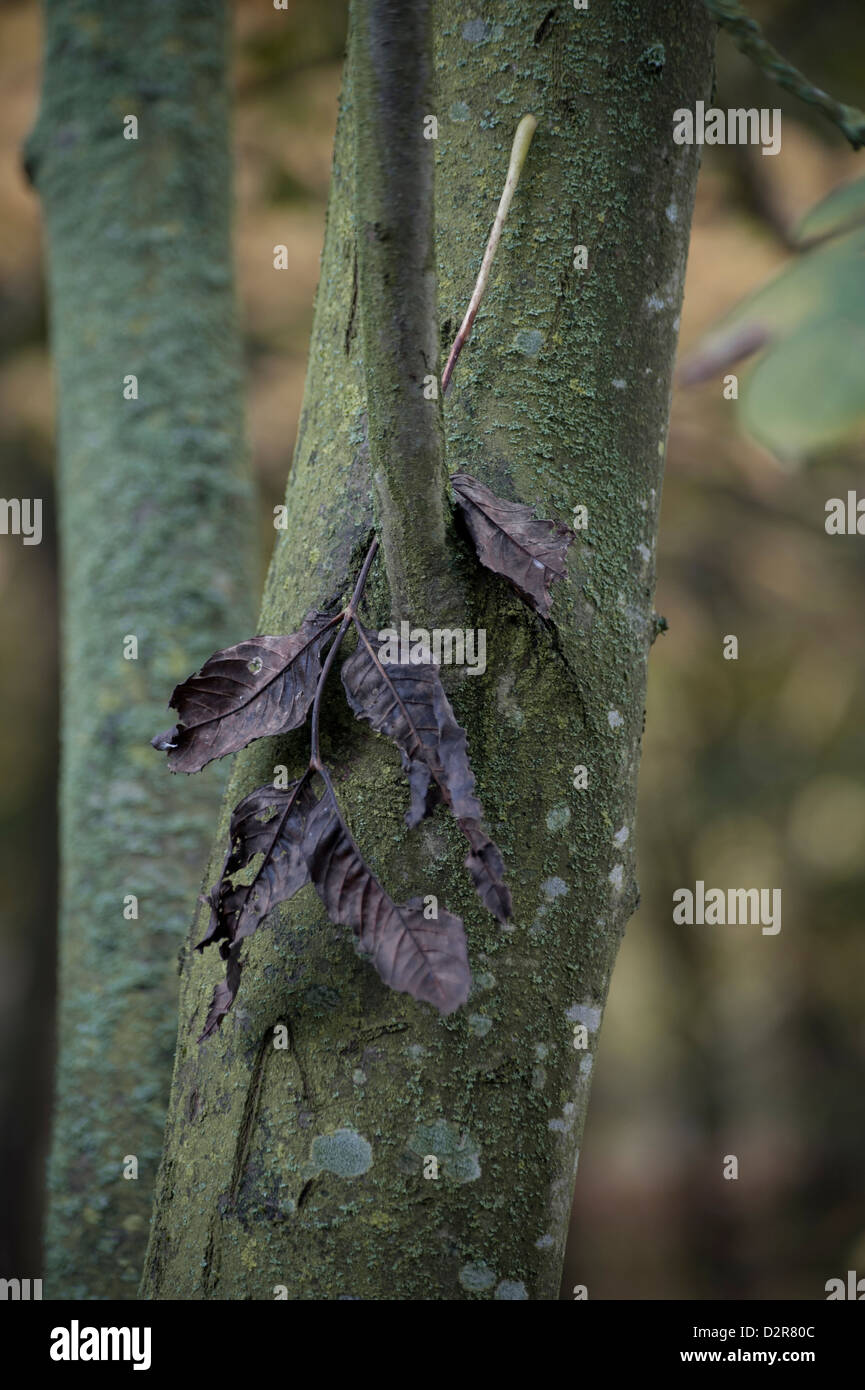 Fraxinus excelsior, Ash. Stock Photo