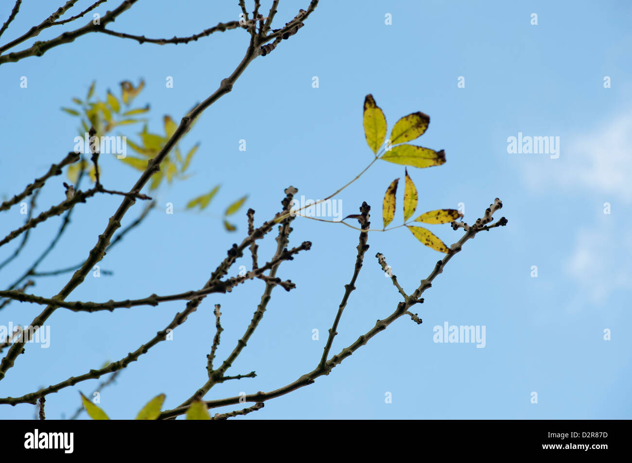 Fraxinus excelsior, Ash. Stock Photo