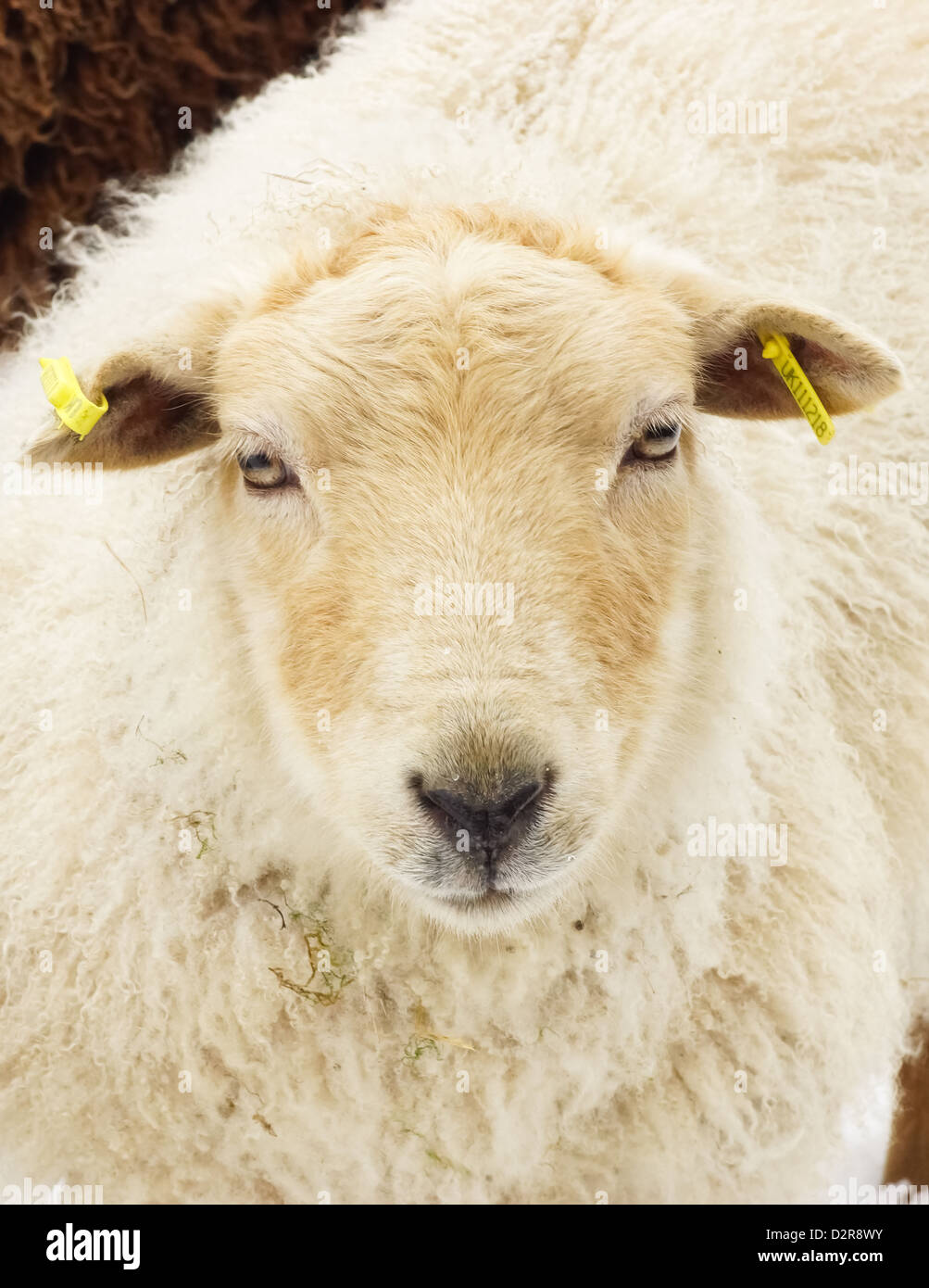 A Young Sheep Stock Photo