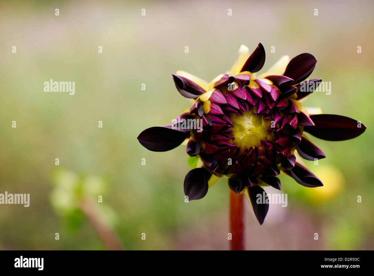 Dahlia - Opening Purple Flower Slowly Displaying Petals Stock Photo