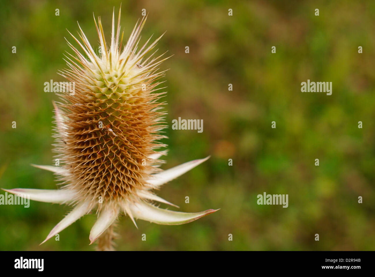 Dispsacus Fullonum - Spikey flower head of the Common Teasel, (Early Autumn). Stock Photo