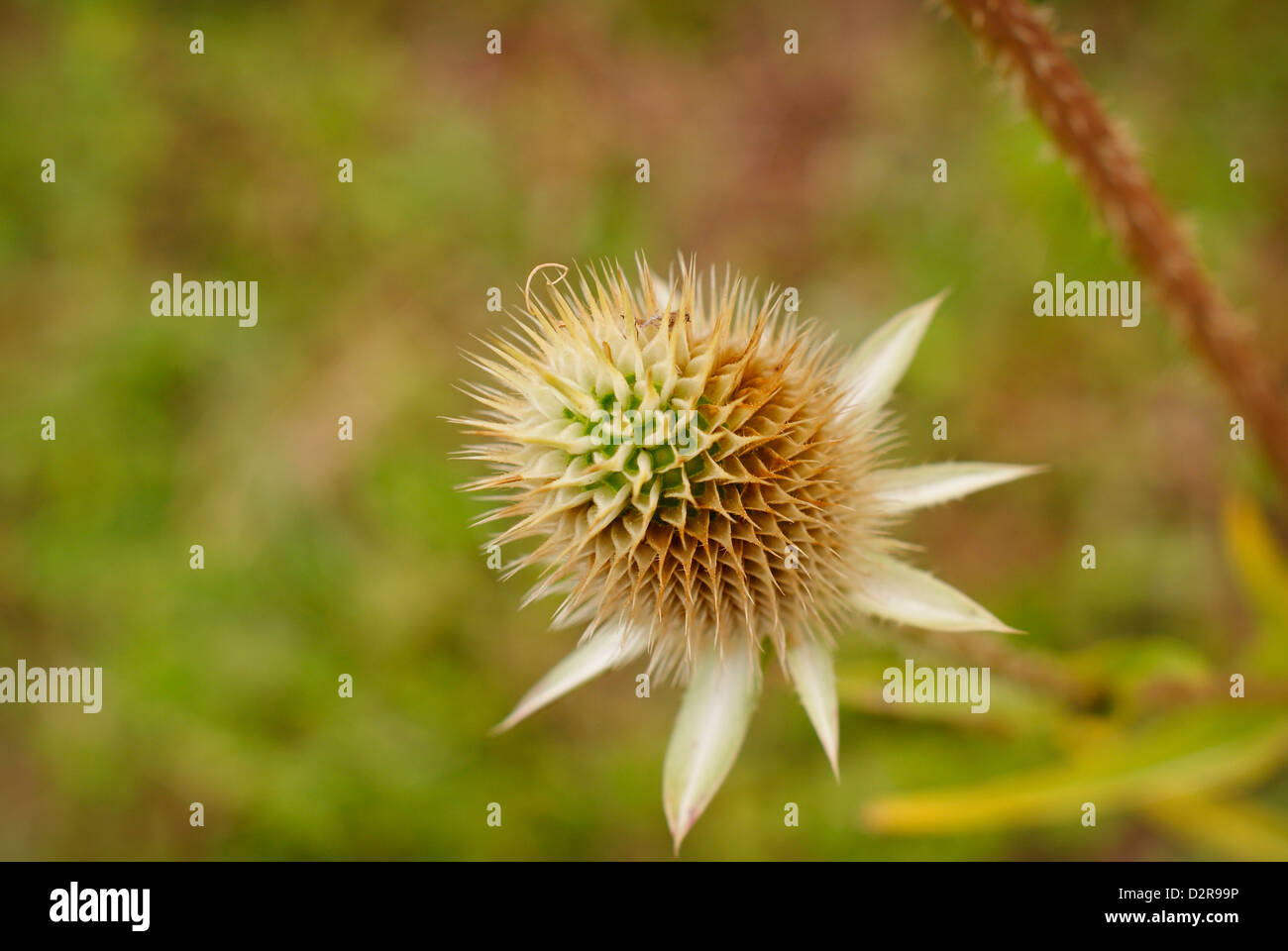 Dispsacus Fullonum - Spikey flower head of the Common Teasel, (Early Autumn). Stock Photo