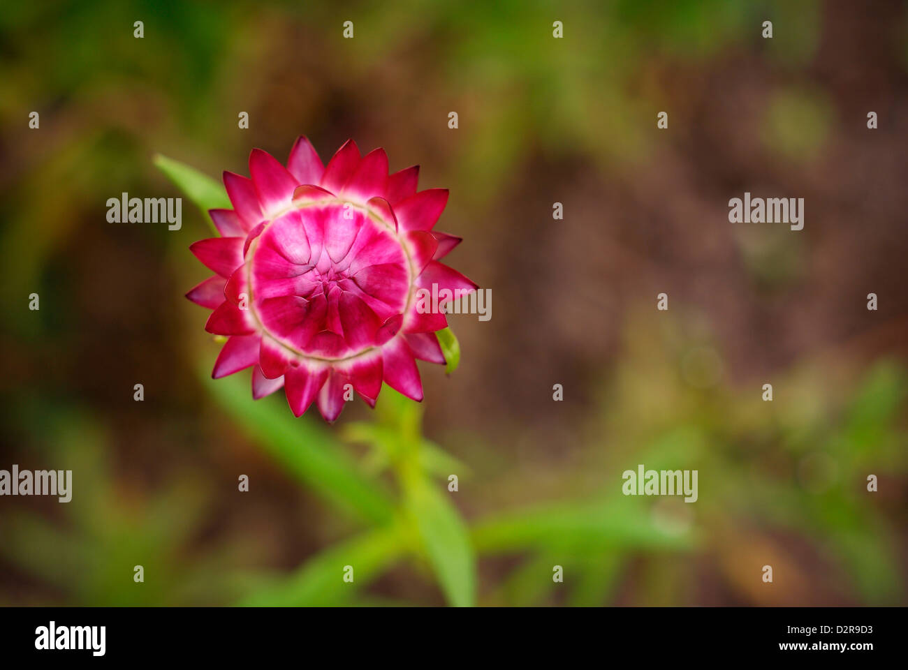 Everlasting Flower / Strawflower - Xerochrysum bracteatum Coco, syn Helichrysum bracteatum, syn Bracteantha bracteata Stock Photo