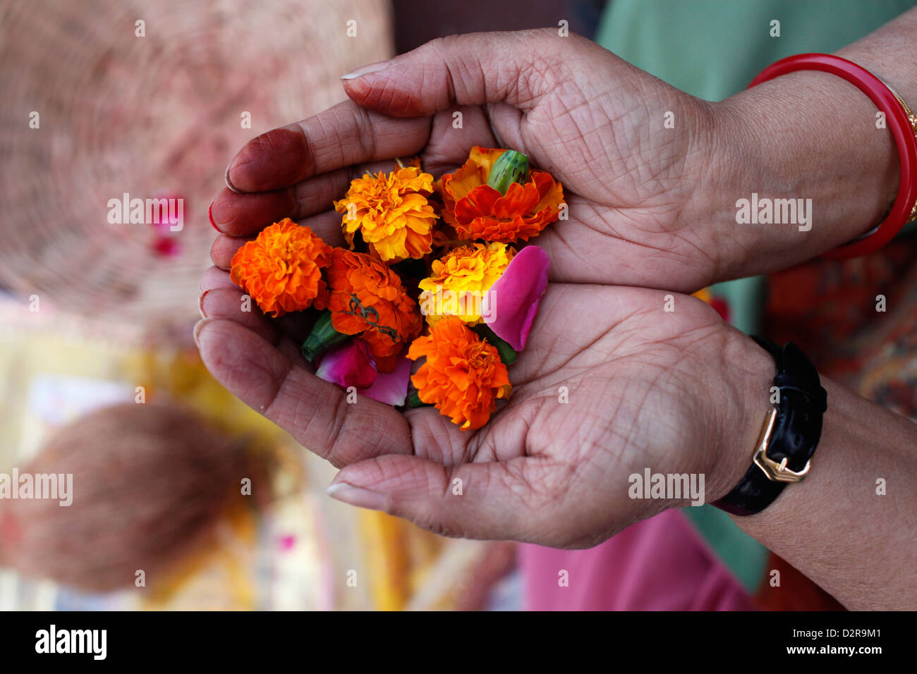 Flower offering during Hindu prayer, Mathura, Uttar Pradesh, India, Asia Stock Photo