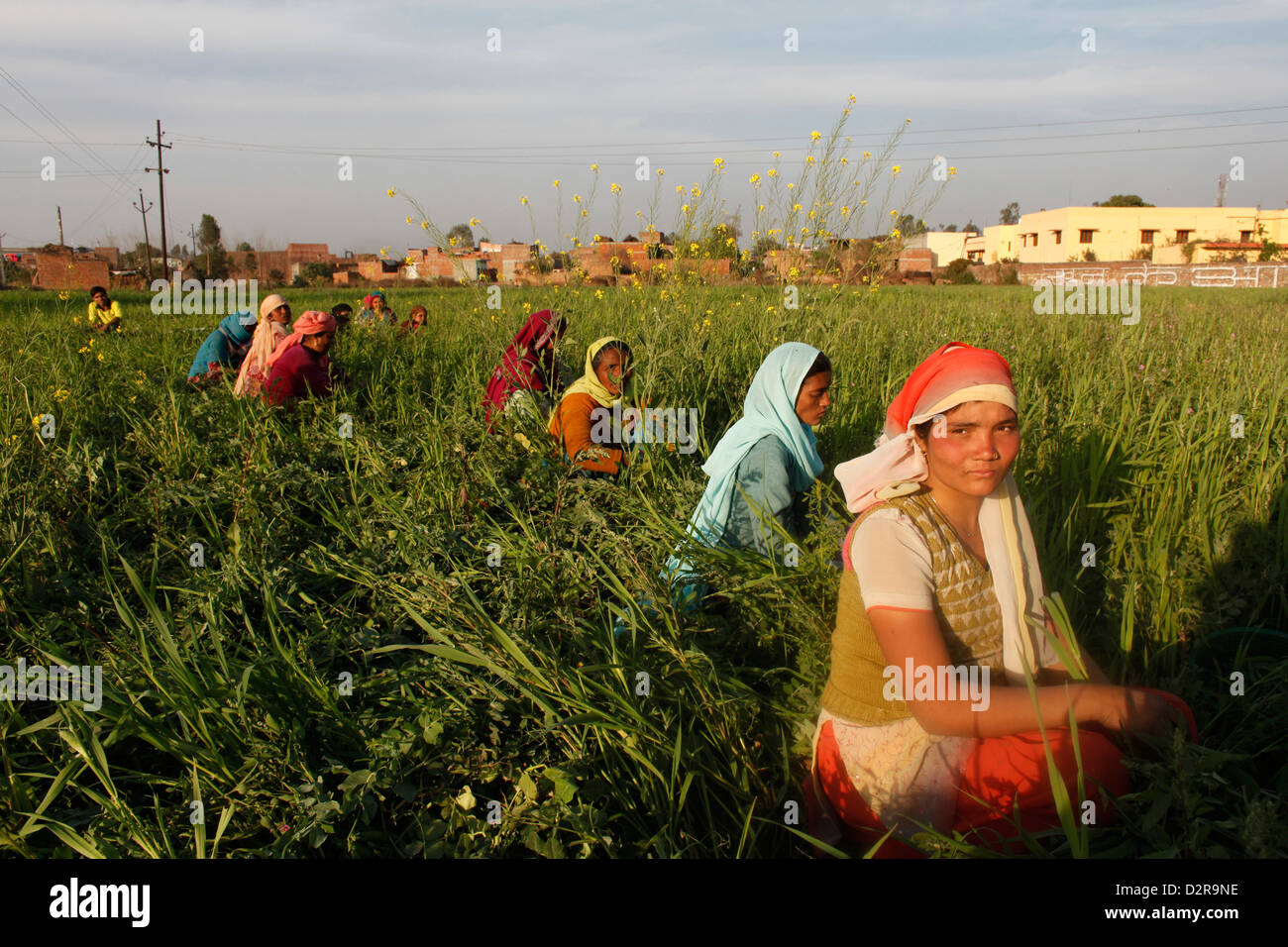Women harvesting beans, Uttar Pradesh, India, Asia Stock Photo