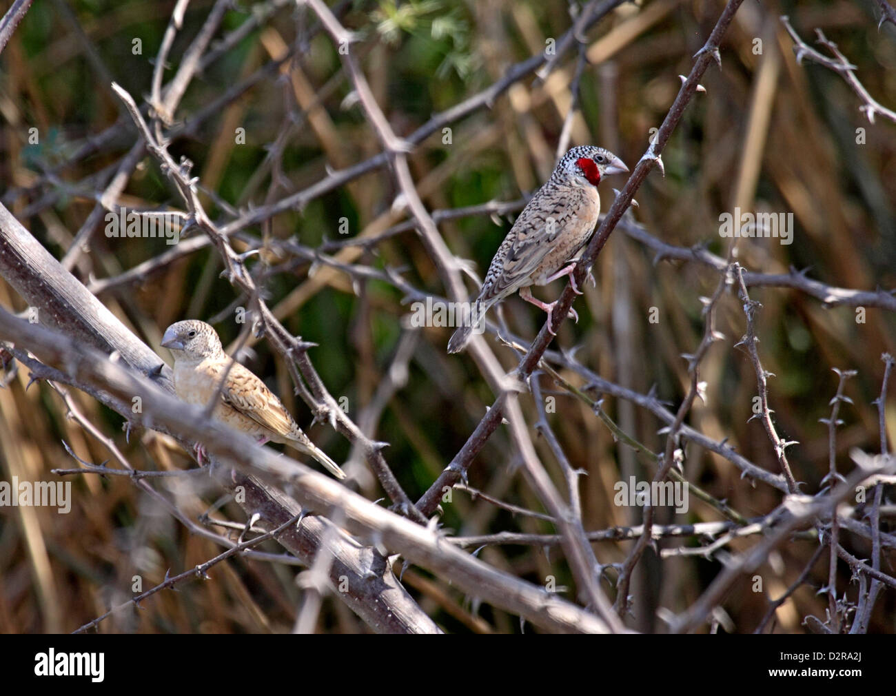 Cut-throat finch pair in The Gambia Stock Photo