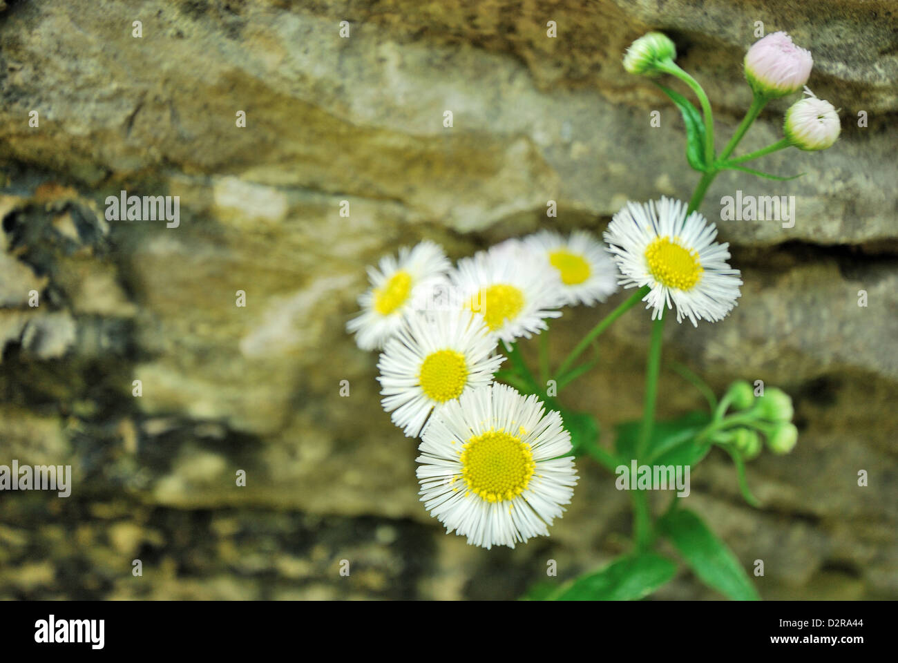 Beautiful tiny wildflower growing along the edge of rock side, Pudong Century Park, Shanghai City, China. Stock Photo