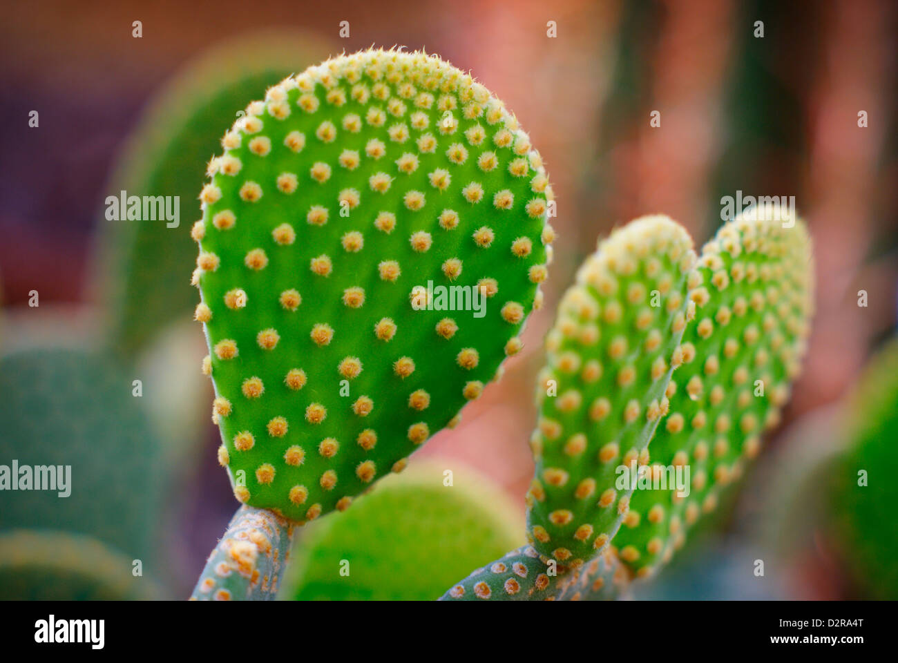 Polka dot / Bunny Ears Cactus - Opuntia microdasys variety - rufida Stock Photo