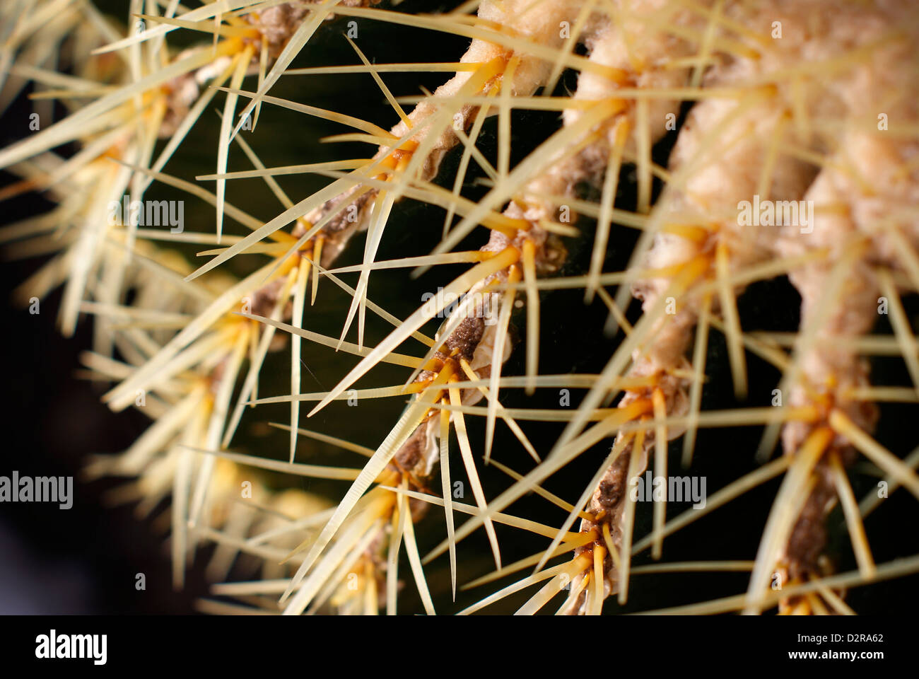 Echinocactus Grusonii - Golden Barrel Cactus, spines closeup.  Mexico. Stock Photo