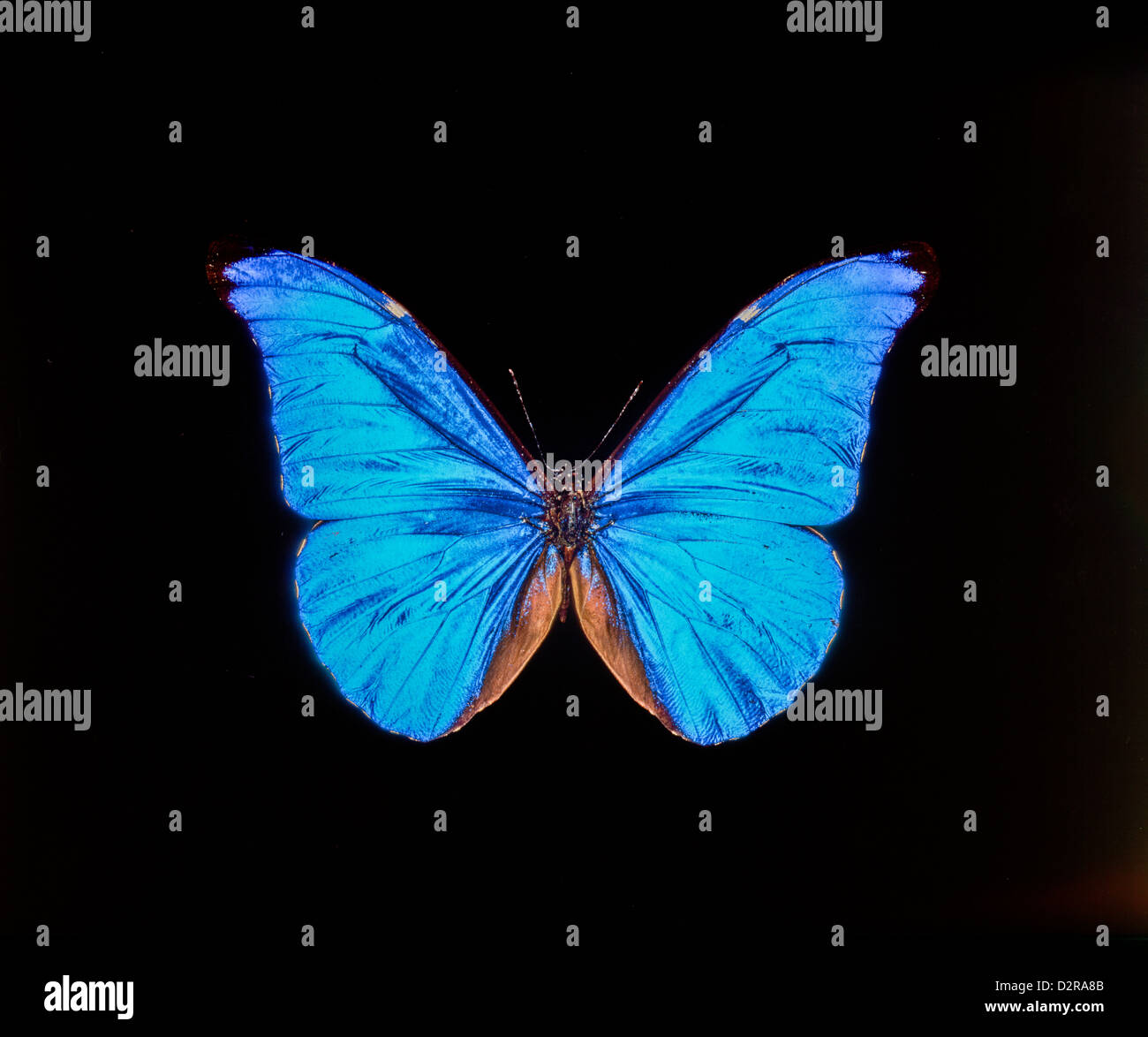 Butterfly Stock Photo