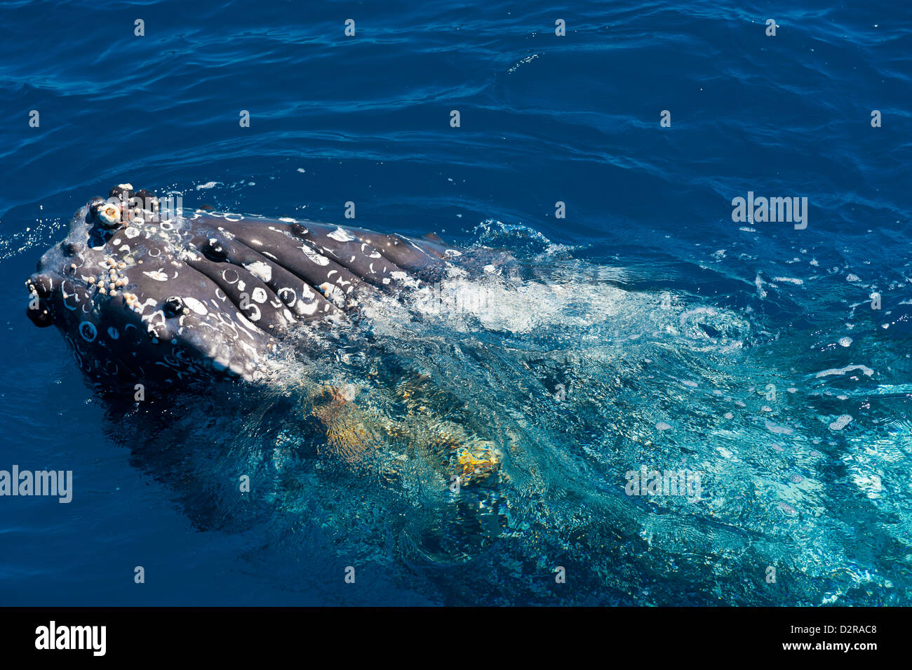 Humpback whale (Megaptera novaeangliae) in Harvey Bay, Queensland, Australia, Pacific Stock Photo
