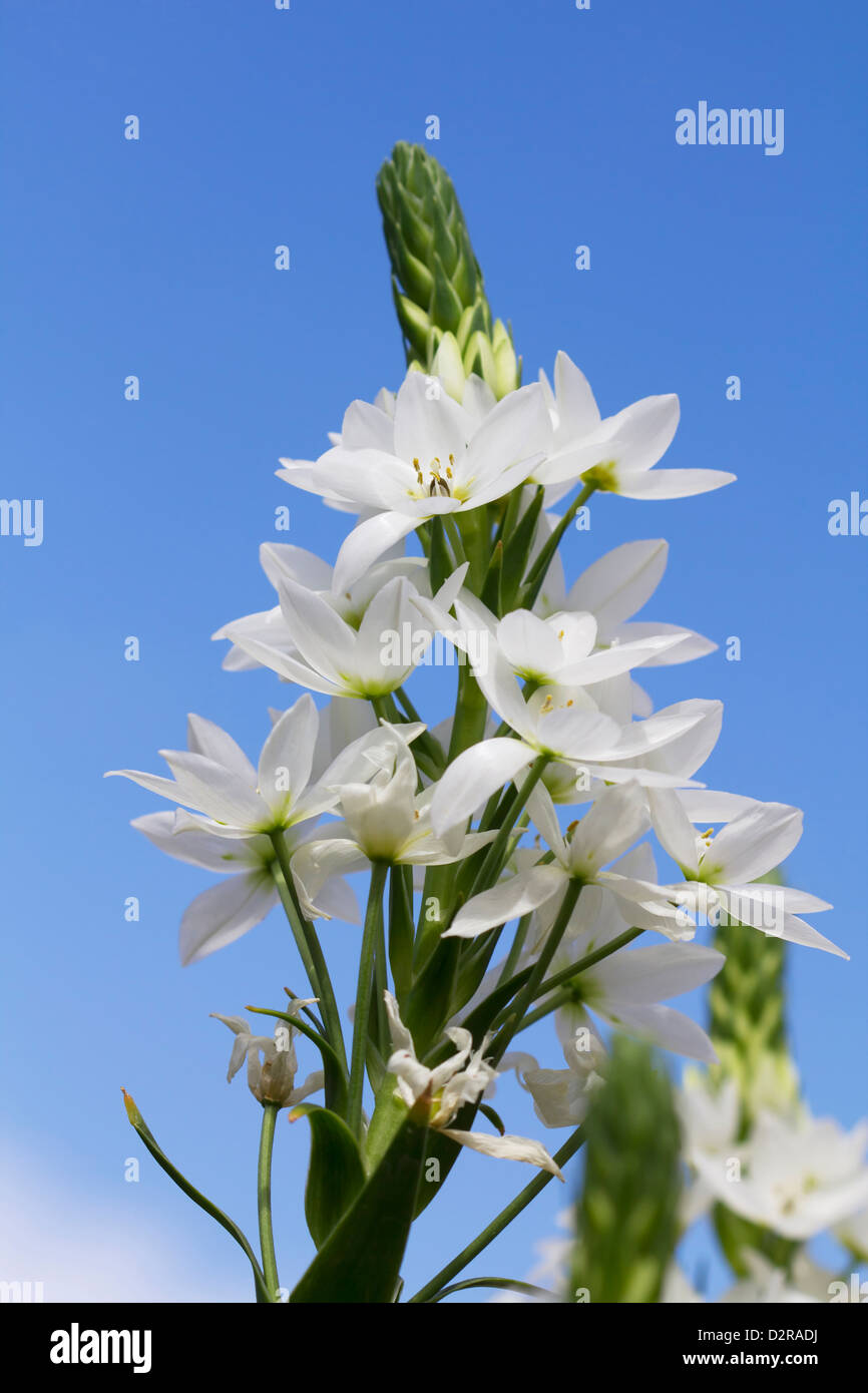 ornithogalum-thyrsoides-chincherinchee-hi-res-stock-photography-and