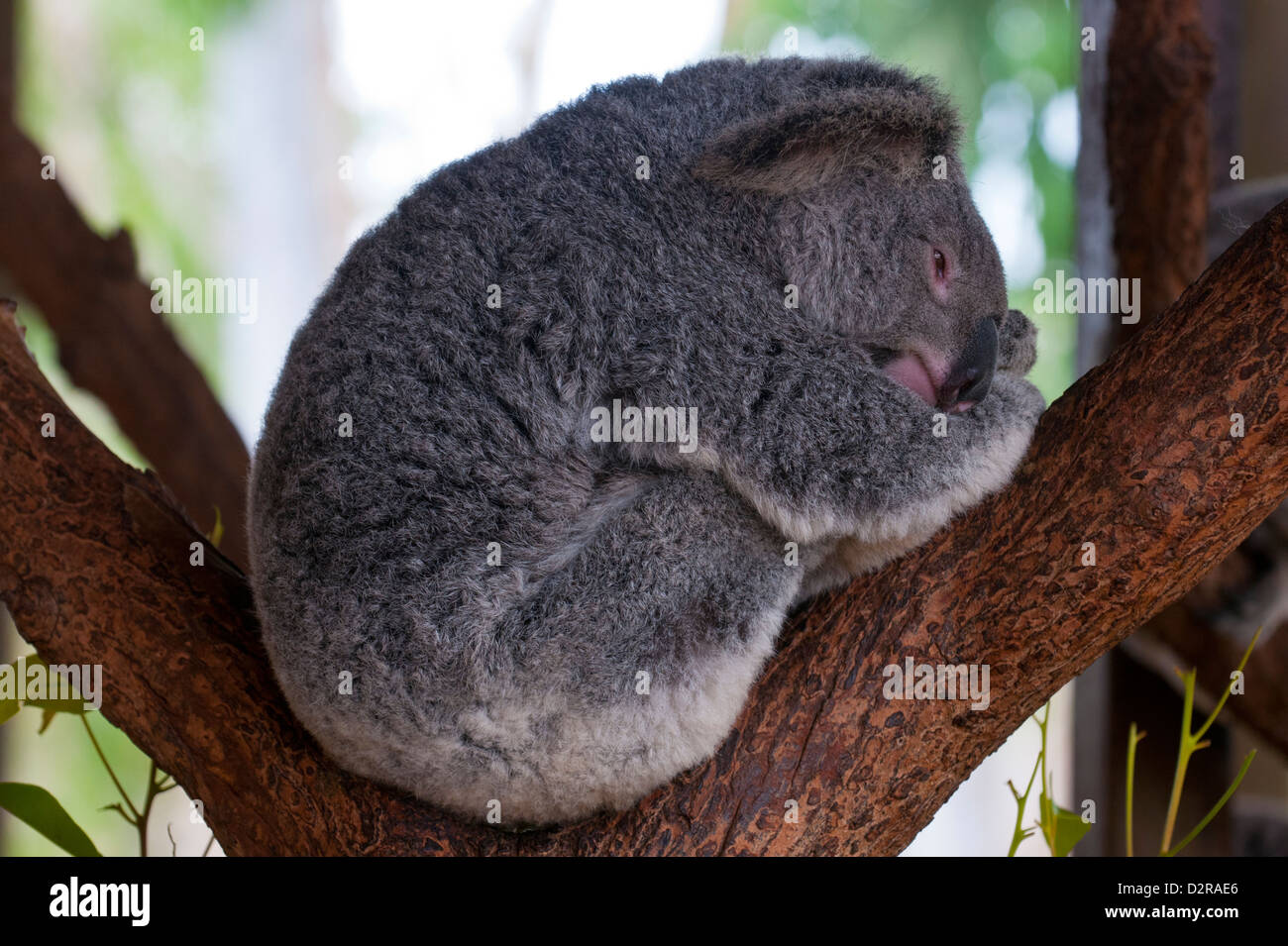 Koala (Phascolarctos cinereus) in the Townsville sanctuary, Queensland, Australia, Pacific Stock Photo