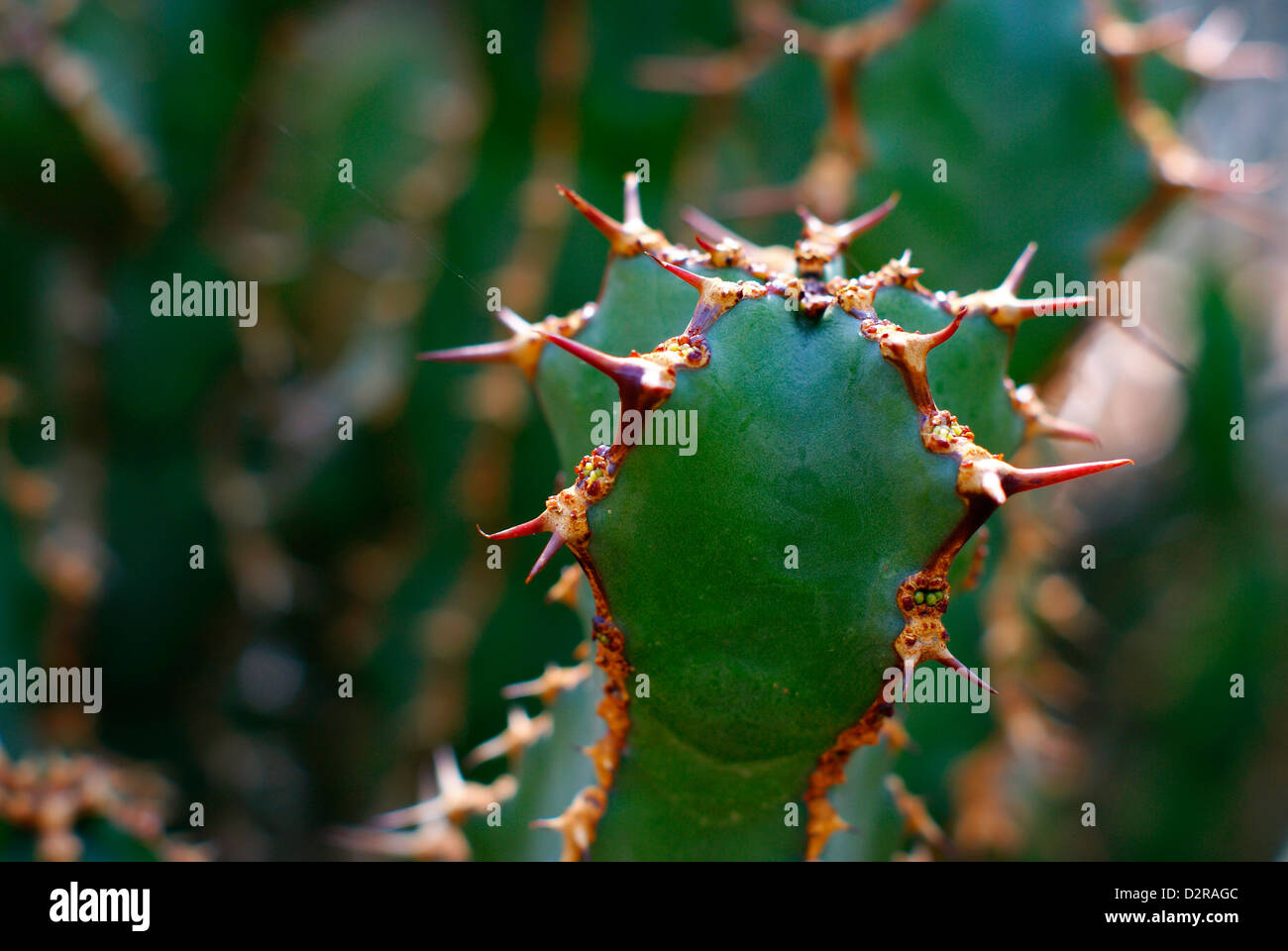 Tough Thorny 'Sweet Noor' - Euphorbia coerulescens / Euphorbiaceae (Cape Province, South Africa) Stock Photo