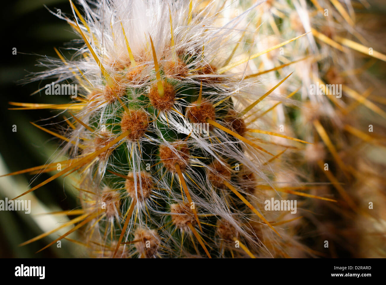 Oreocereus celcianus / Grandfather cactus Showing strong new spines and fresh white hair at the crown. (Mountain Cacti - Andes). Stock Photo