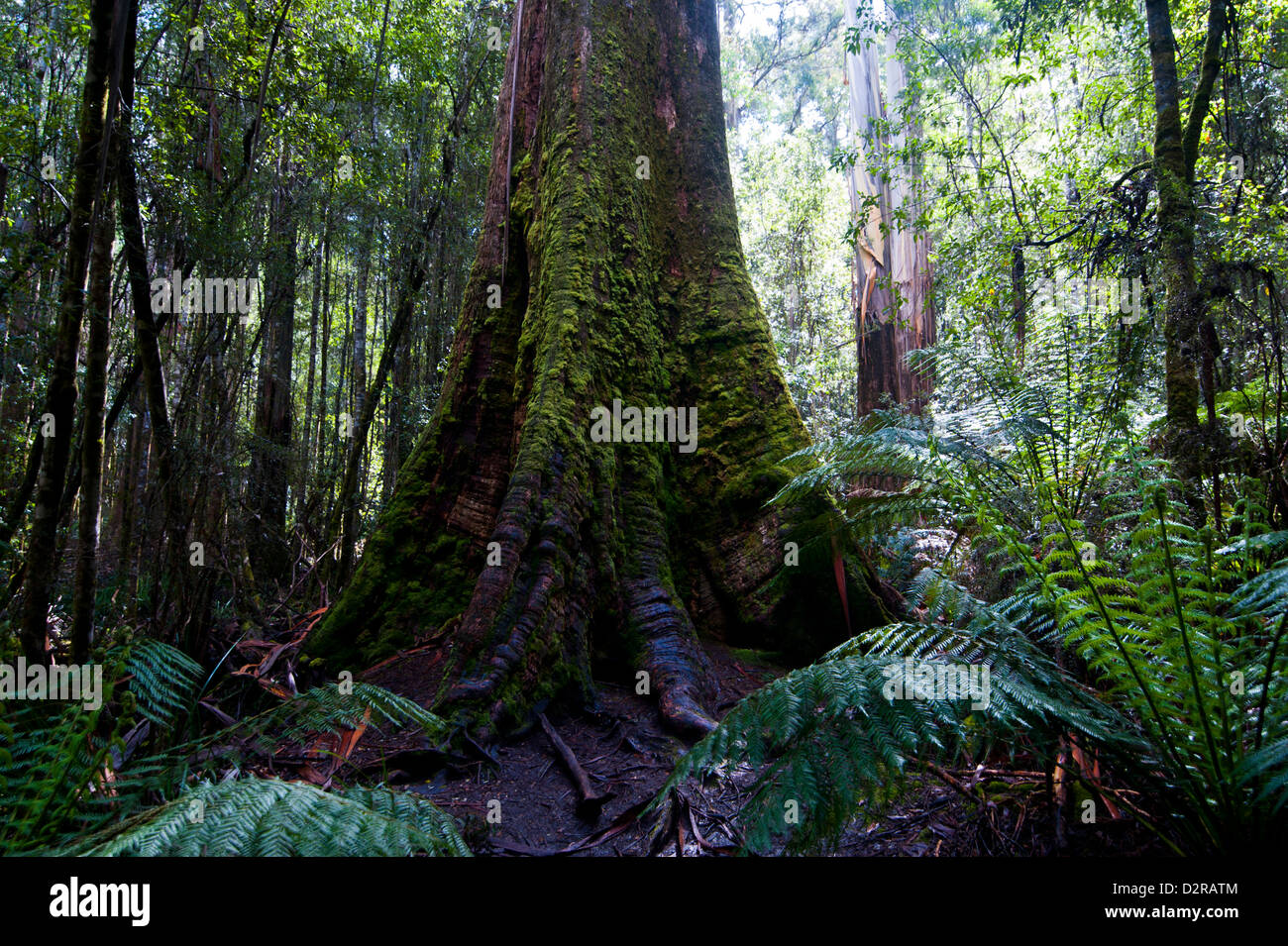Pandani Grove Nature Trail, Mount Field National Park, Tasmania, Australia, Pacific Stock Photo