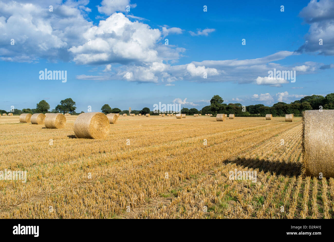 Circular Straw Bales in Field in Hickling Norfolk UK Stock Photo