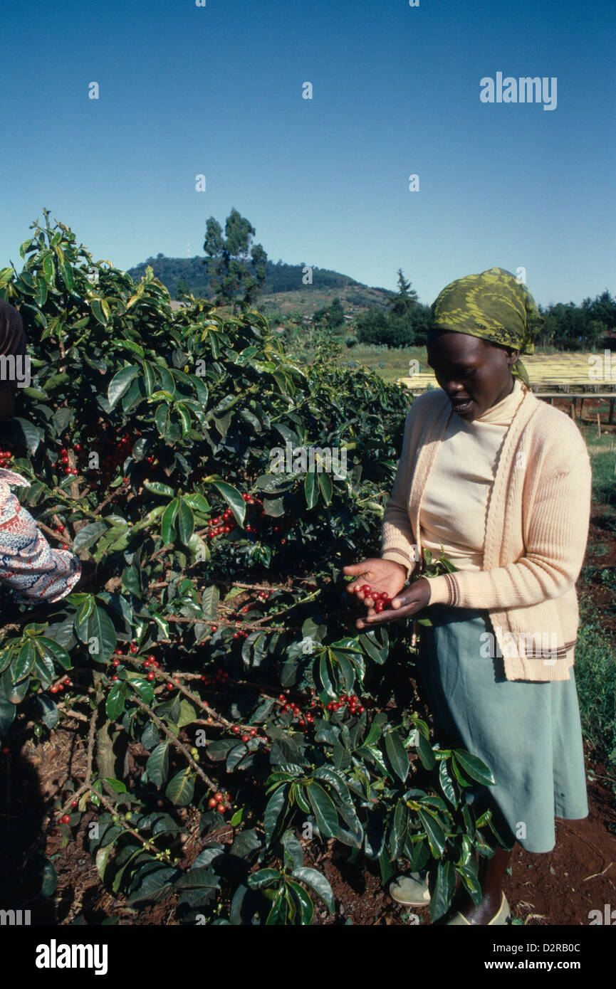 East Africa, Kenya, Coffea arabica, Coffee, Red. Stock Photo