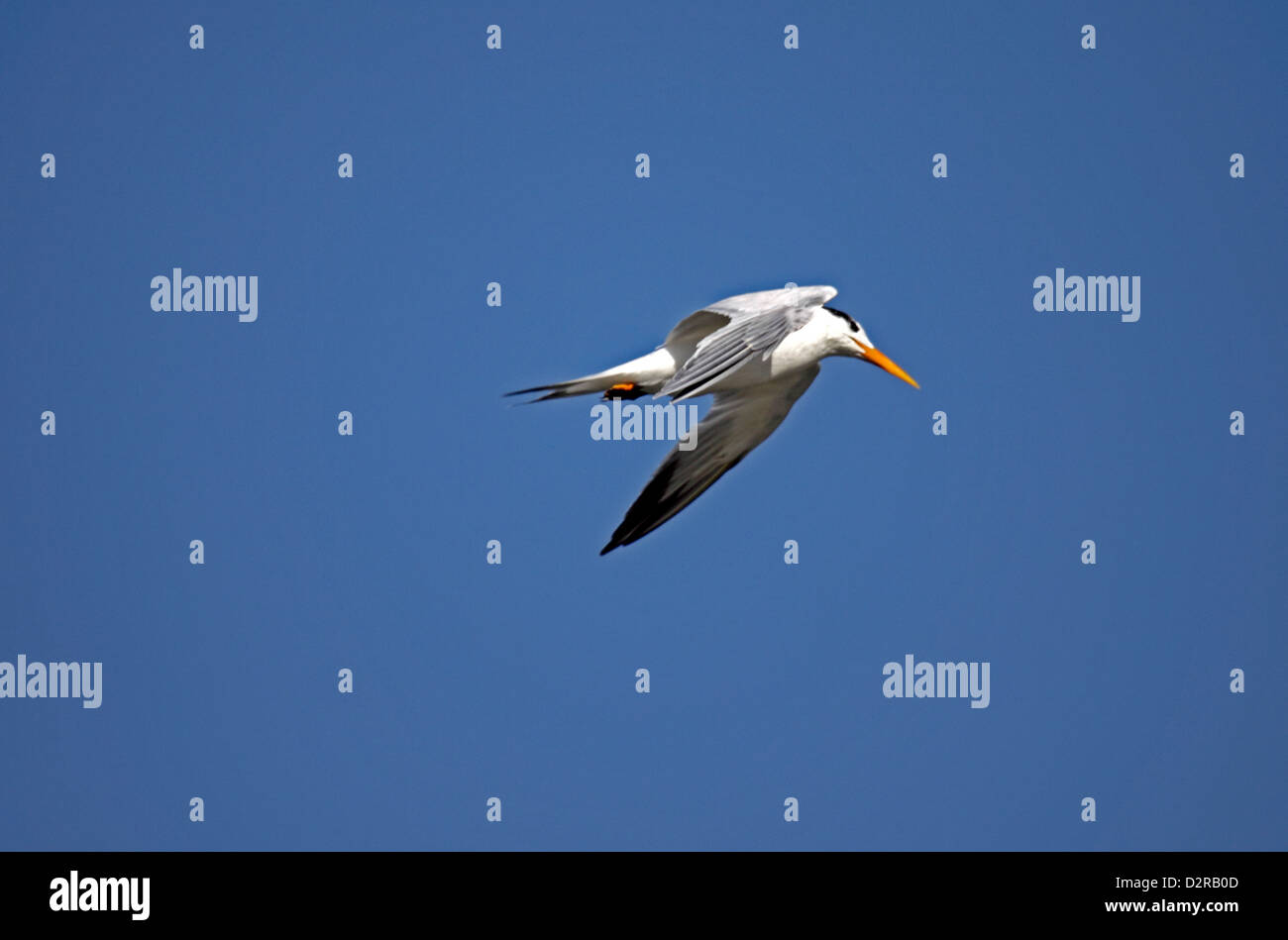 Lesser crested tern in The Gambia Stock Photo
