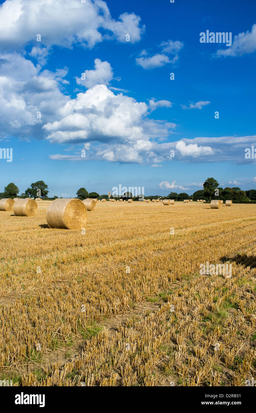 Circular Straw Bales in Field in Hickling Norfolk UK Stock Photo