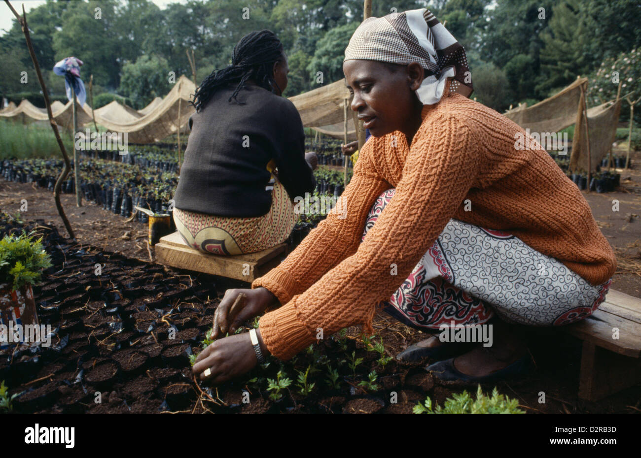 Kenya, East Africa, Meru, Women planting seedlings in a tree nursery for reforestation project. Stock Photo