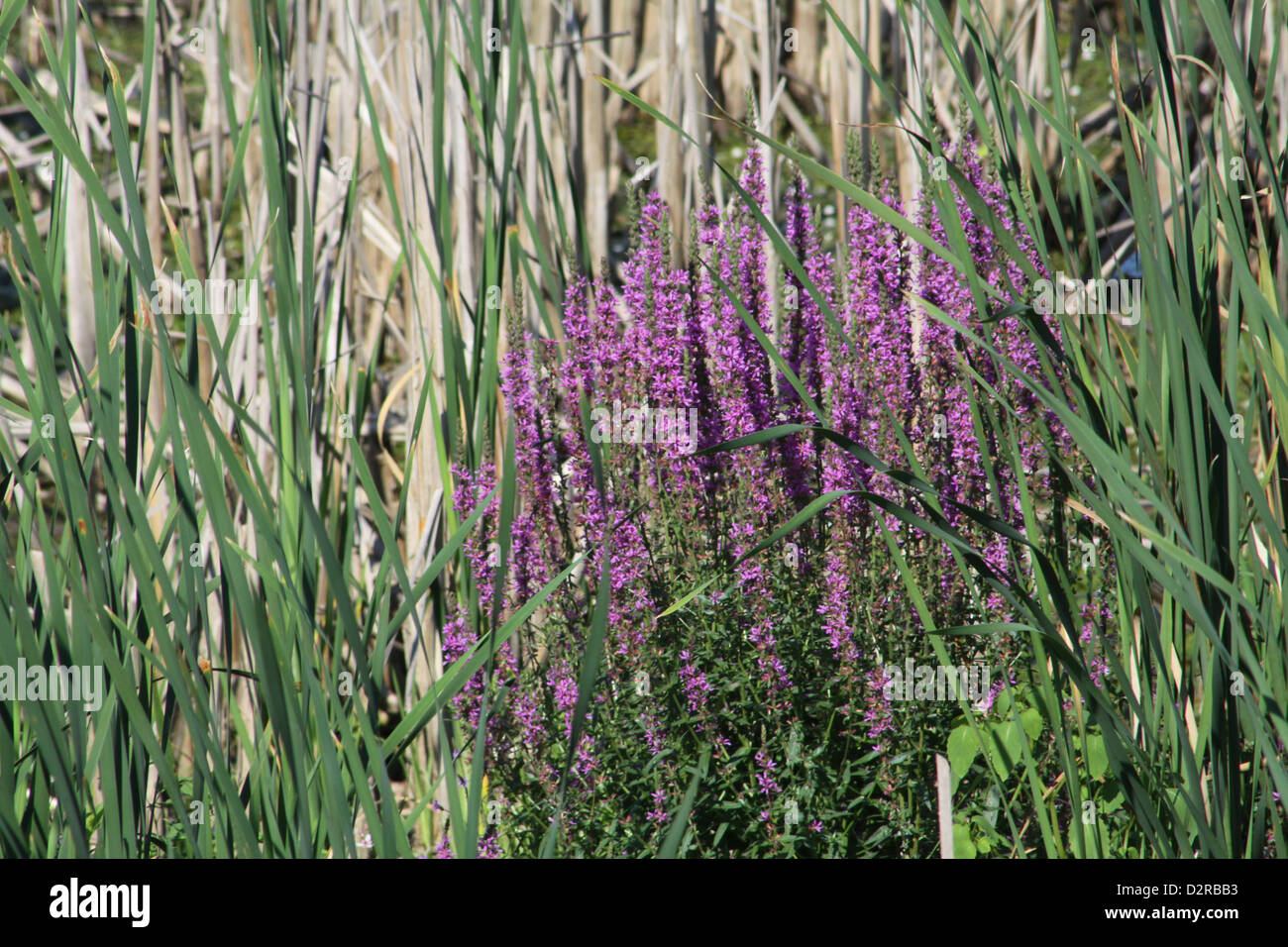 Purple Loosestrife is an invasive weed/plant native to Europe and Asia. This one found at the edge of a swamp in Eastern Ontario Stock Photo