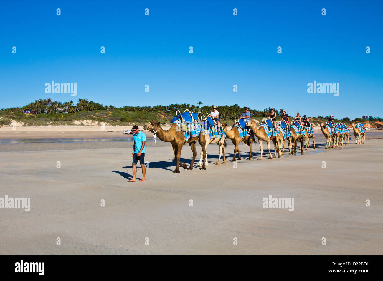 Camels on Cable Beach, Broome, Australia Stock Photo
