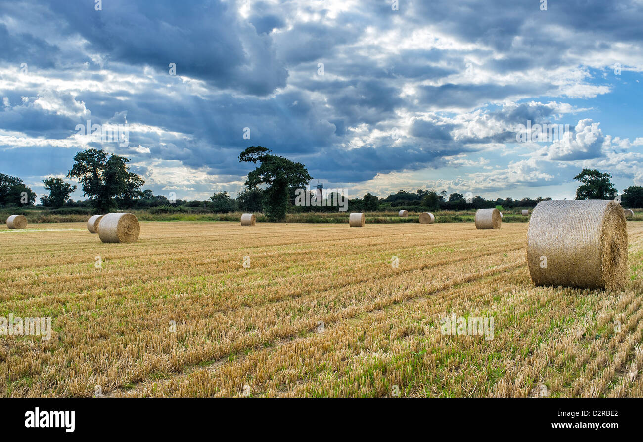 Circular Straw Bales in Field in Hickling Norfolk UK Stock Photo