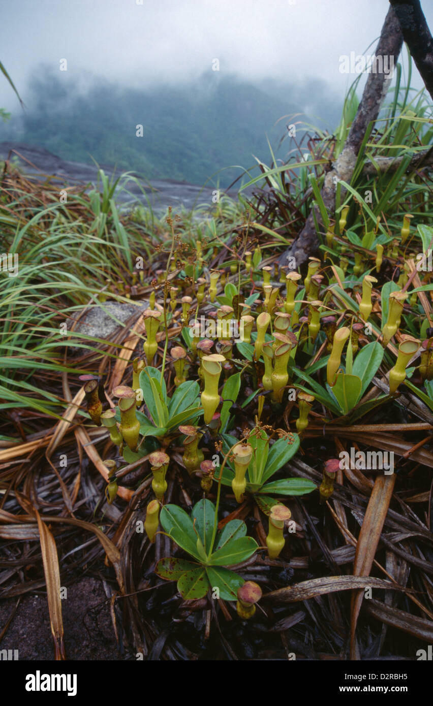 Nepenthes Pervillei, Pitcher plant, Green. Stock Photo