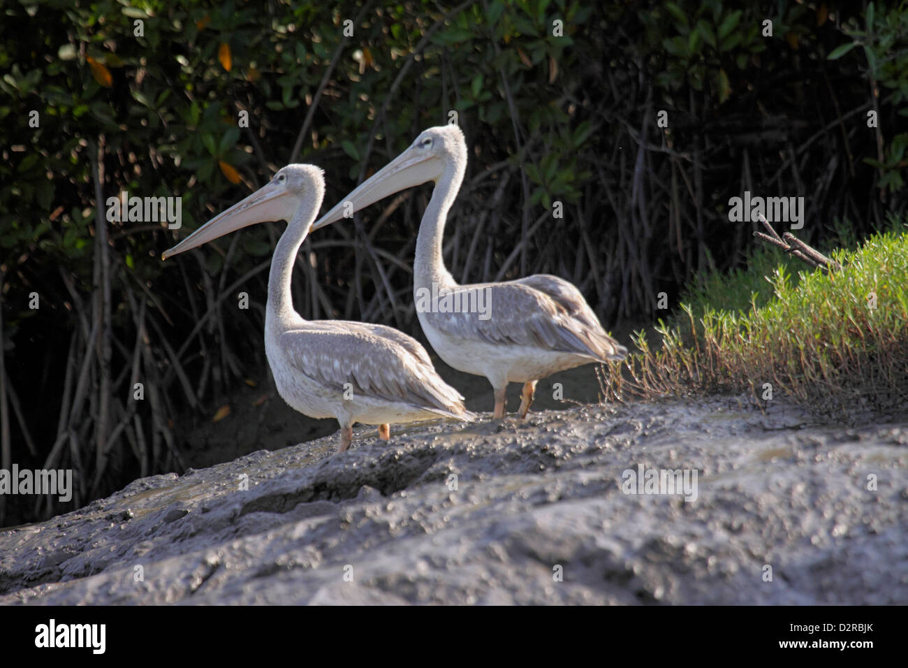 Pink backed pelicans on a mud bank in The Gambia Stock Photo