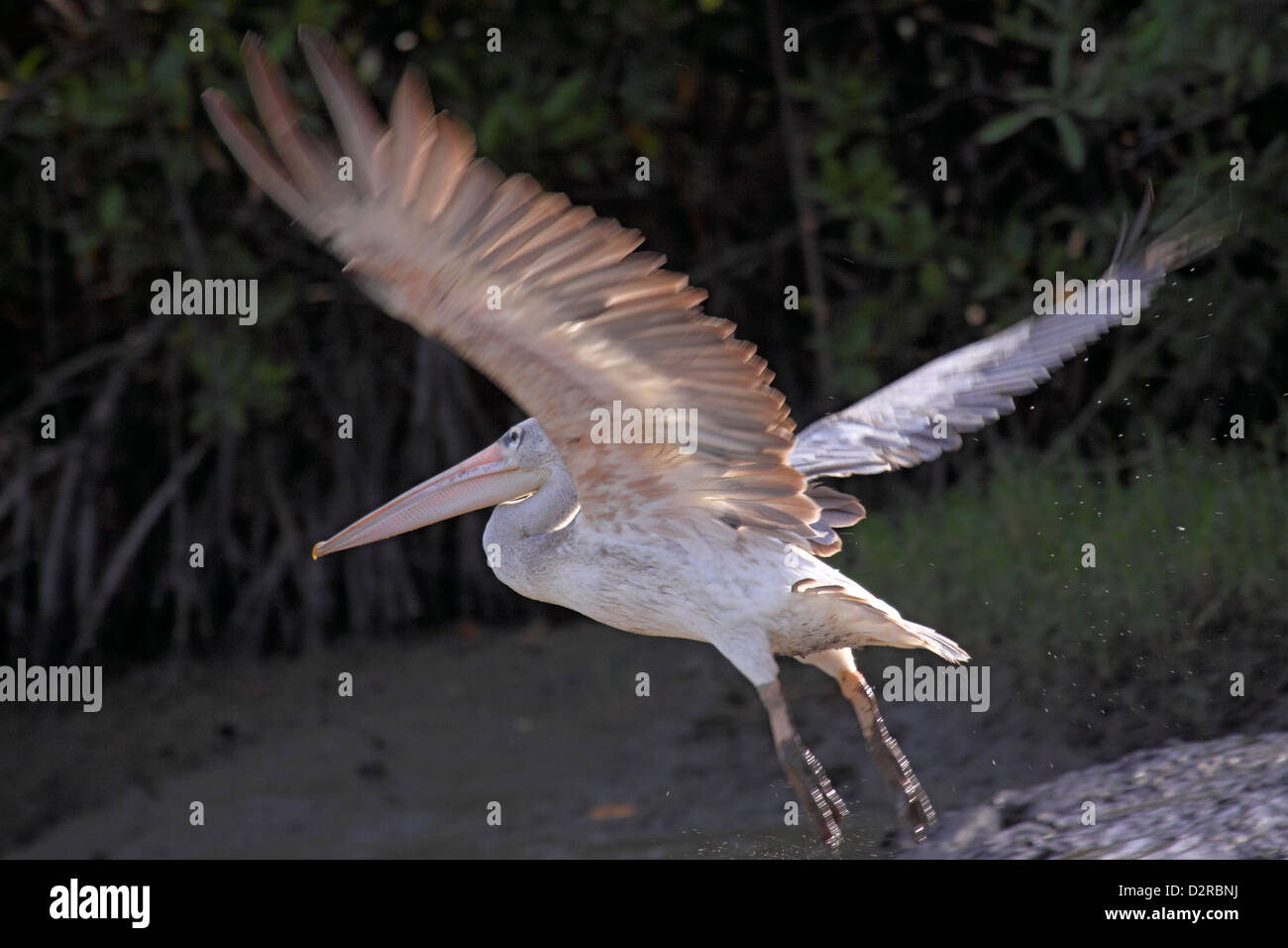 Pink backed pelican in The Gambia Stock Photo