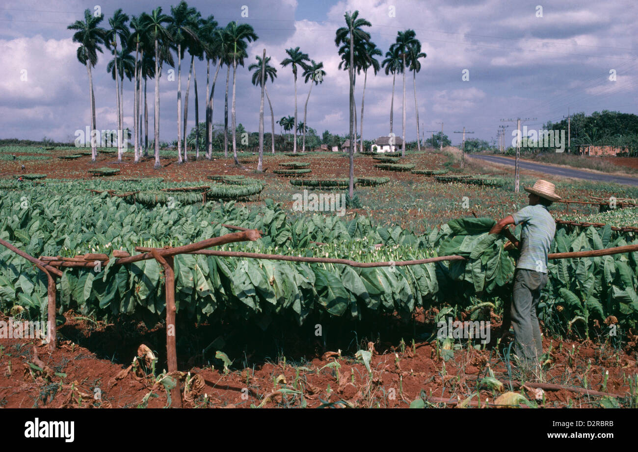 West Indies, Caribbean, Cuba, Pinar del Rio, Tobacco plantation, Nicotiana tabacum, Tobacco, Green. Stock Photo