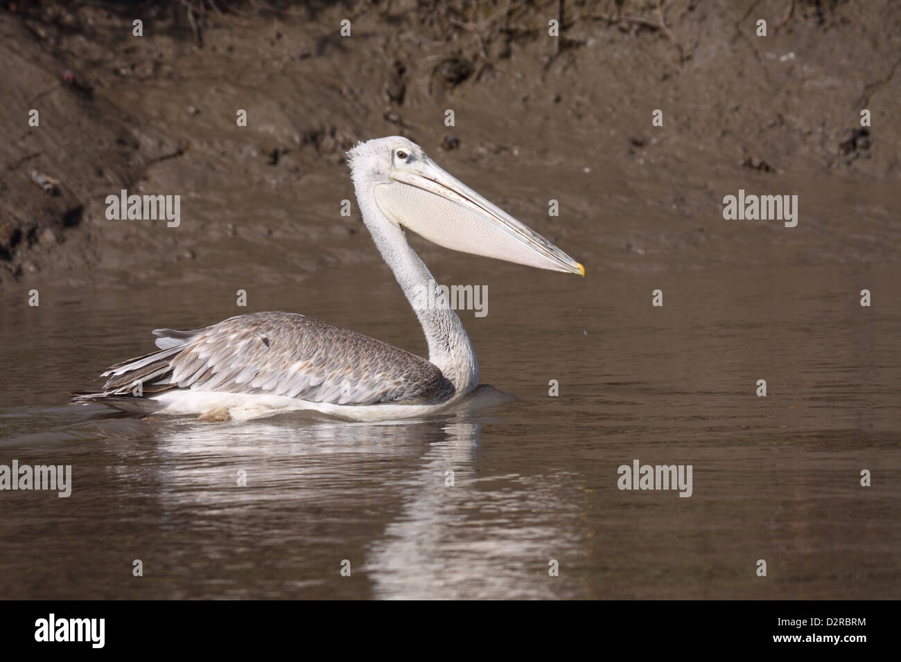 Pink backed pelican in The Gambia Stock Photo