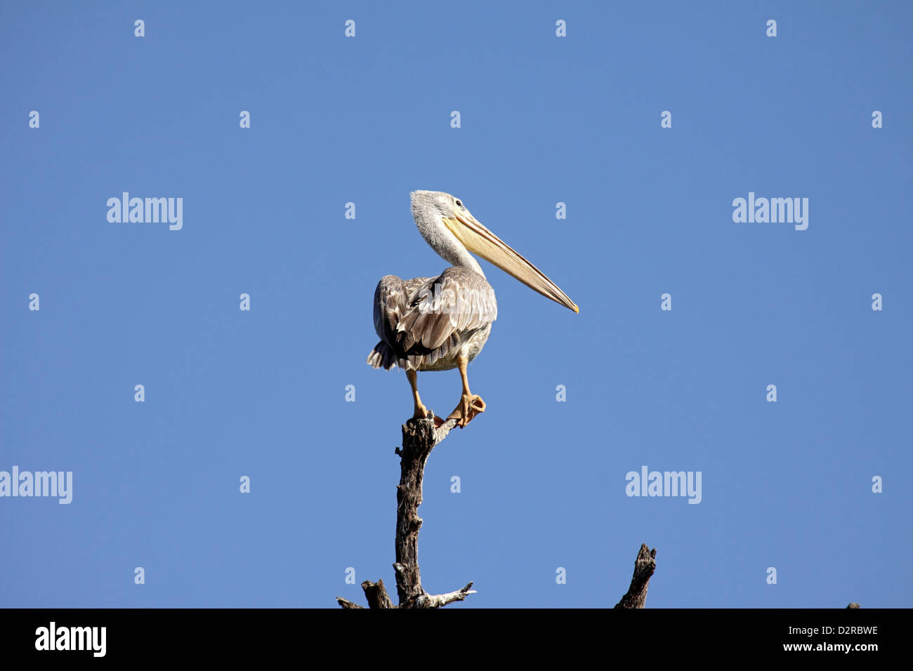 Pink backed pelican in The Gambia Stock Photo