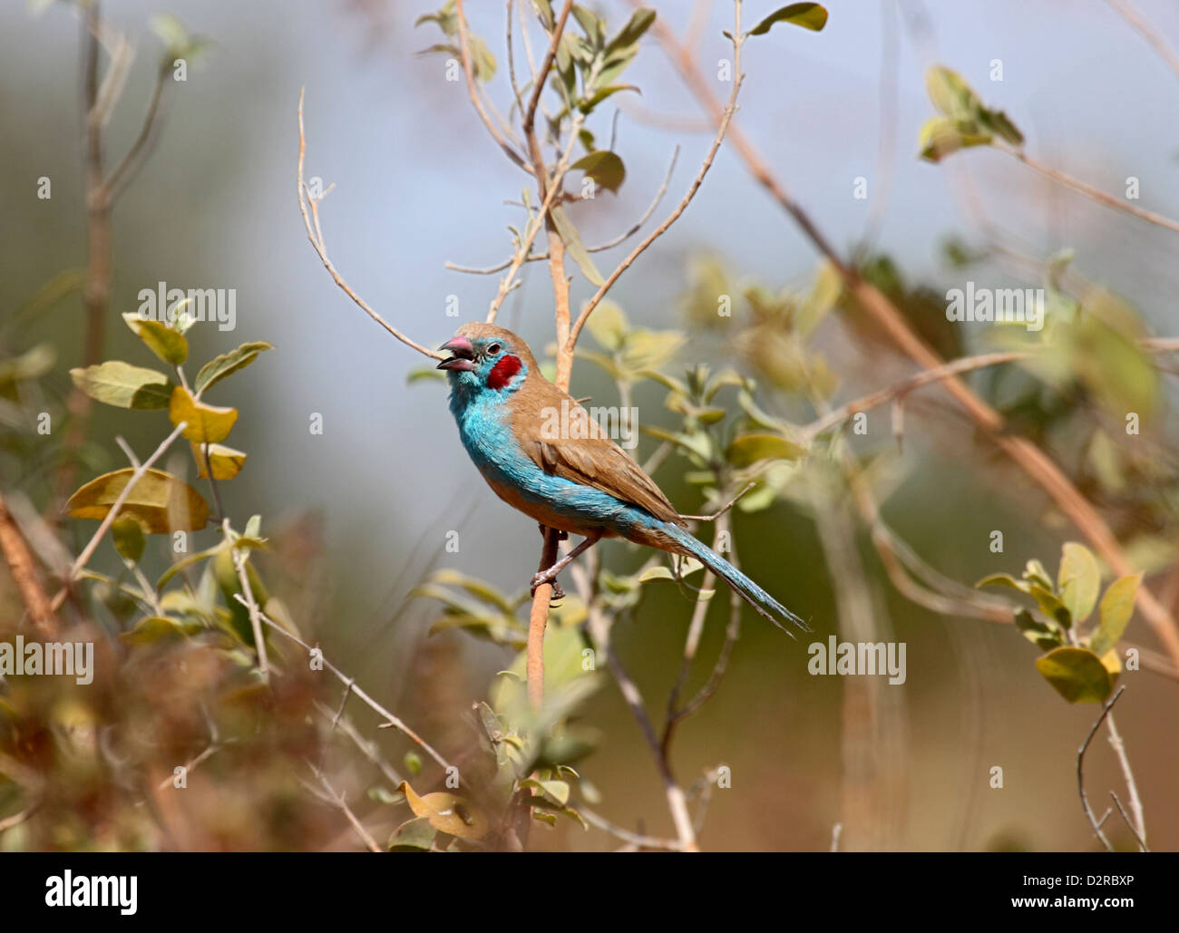 Red cheeked cordon bleu calling from bush in The Gambia Stock Photo